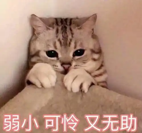  当猫咪换了新主人,它会伤心么