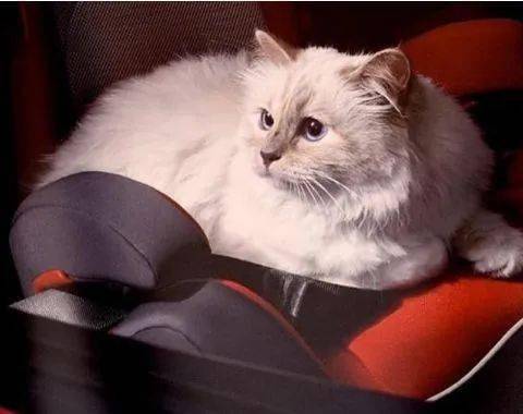  设计师老佛爷去世,曾表示由爱猫继承遗产