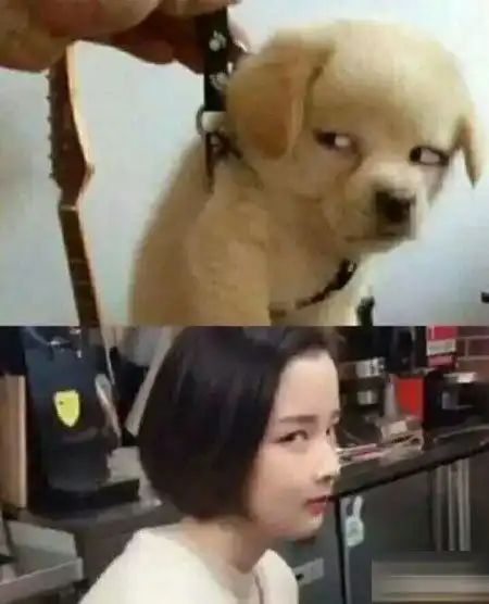  宠物gif图这可能是二哈狗生中最悲惨的一刻
