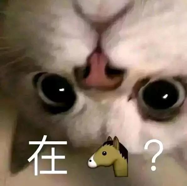 猫咪恶搞表情包演绎