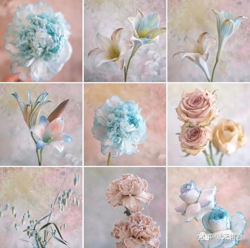  如何给鲜花染色,制作出独一无二的色彩
