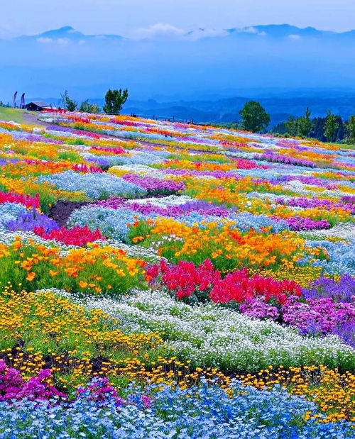  自然风光山水花草树木