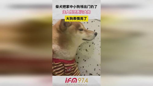  柴犬把家中小狗领出门扔了,主人愤怒质问大狗,大狗表情亮了