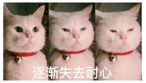  多保鱼和小帮保险可靠吗哪家更推荐全面分析