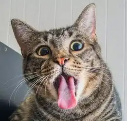 打滚表情包猫猫吐舌