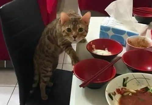  猫咪被溺爱过度的几个表现,再不改正就很危险