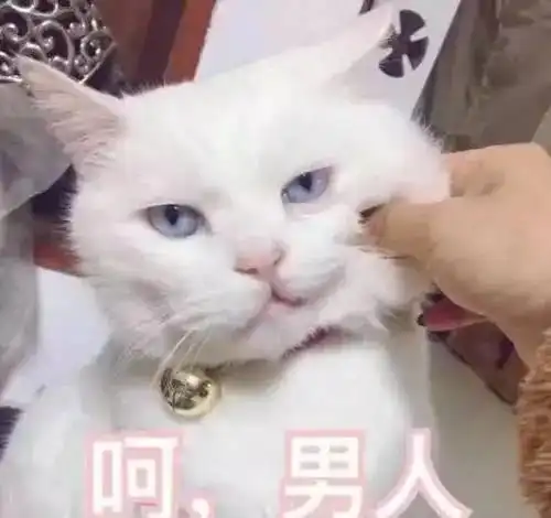  猫咪那些让人窒息的操作这么可爱,怎么能做这些事呢