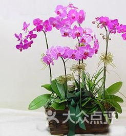  花博士花卉租摆花店花博士蝴蝶兰01083797163图片