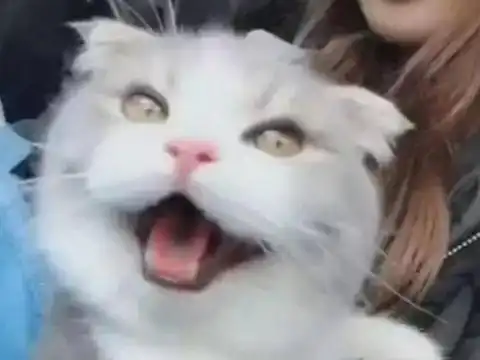 打滚表情包猫猫激动