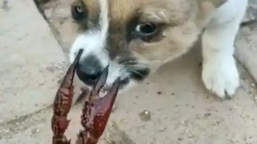  都说好奇心害死猫,女朋友家的狗子居然干这事,好奇心确实是个好东西