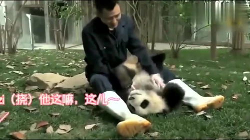  又怂又萌的大熊猫,打架又打不过人家就会找奶爸告状