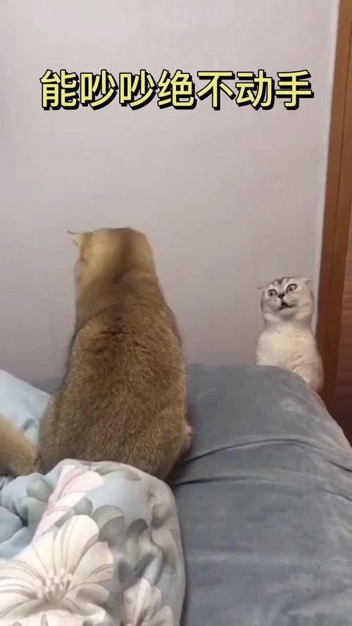 表情包桌面猫咪