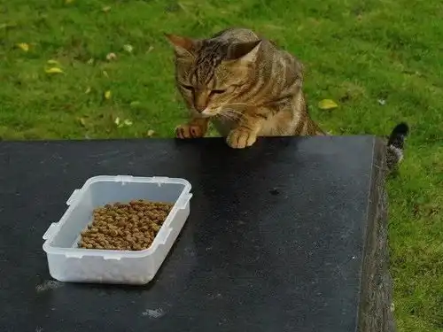  给猫弄了一盒猫粮吃,可这货闻了闻露出超嫌弃的表情