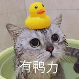  80以上业主不交物业费,小区电梯全部停运物业说...