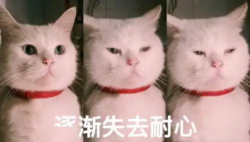  惊了网友家的小母猫竟然怀了绝育公猫的娃