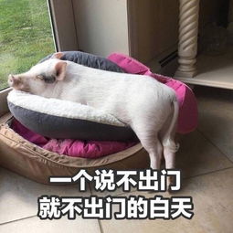  太难了男生约会撩妹遭遇各种神回复,换你该咋办