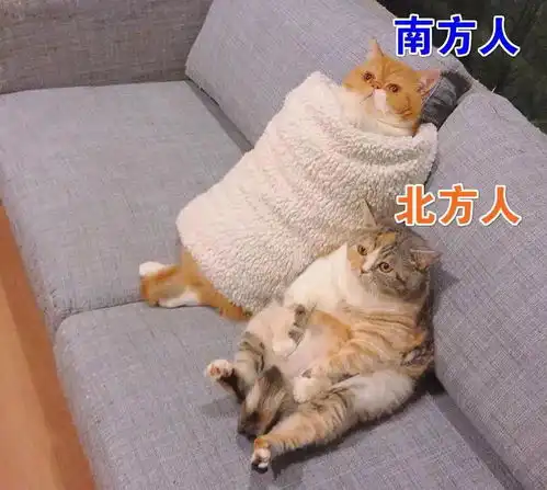  家有萌宠猫咪过冬取暖有妙招
