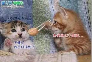  猫咪可不是什么随便的花朵某些东西可是绝对不能给主子吃的