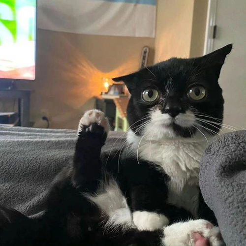  今日份奇奇怪怪的猫儿新年从微笑开始