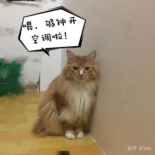  你见过最好看的橘猫长什么样