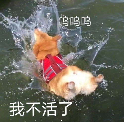  沙雕表情包l不要玩了陪陪我吧