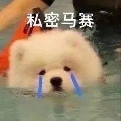  搞笑沙雕表情包真是乌龟办走读,鳖不住校了