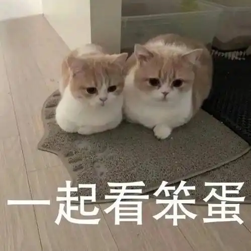 打滚表情包猫猫文案