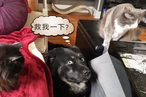  将狗狗寄放朋友家,却收到朋友消息看,狗子的求生欲是满分