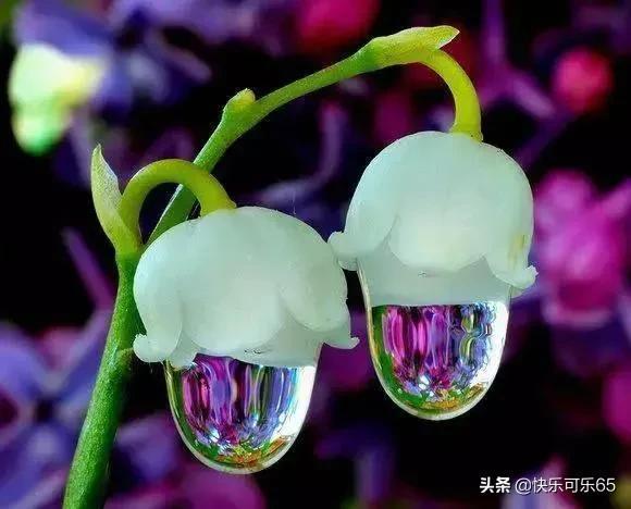  精美花卉照片图片