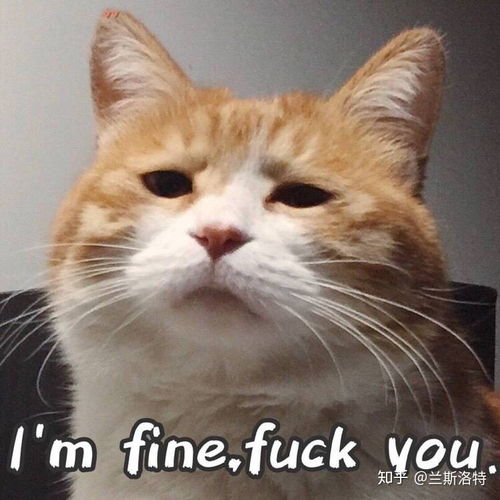  有哪些可爱的猫猫表情包