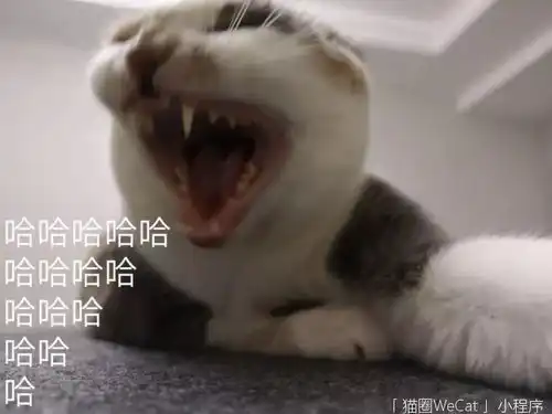  你用你家猫做过什么沙雕表情包猫圈话题