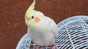  散养日常溜达鸡晨练