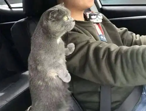  导语男子开车带猫咪出去玩,转头看到猫咪的表情,男子笑喷了