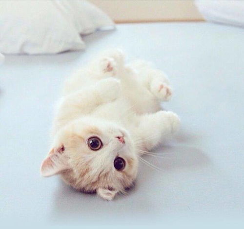  一入猫坑深似海我上辈子是不是欠了你的,你这磨人的小猫咪