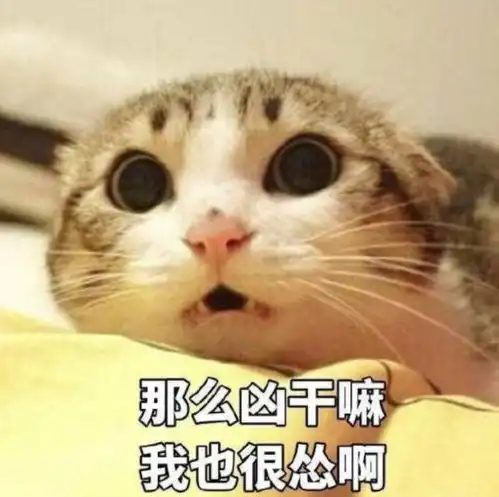 你好的表情包猫咪