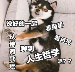  表情包里的柴犬,这么撩人的黑柴,是你的心上柴吗