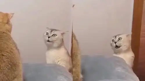  猫咪发现碗里的猫粮被偷吃,扭头对着同伴破口大骂,表情笑哭网友