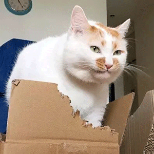  猫猫啃箱子表情包合集抖音猫猫啃箱子表情包下载高清无水印极速下载