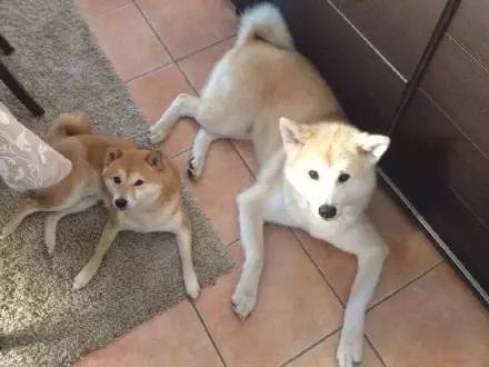  脸盲铲屎官如何辨别柴犬和秋田原来还有这操作