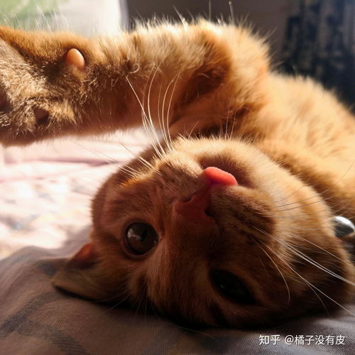  你见过最好看的橘猫长什么样