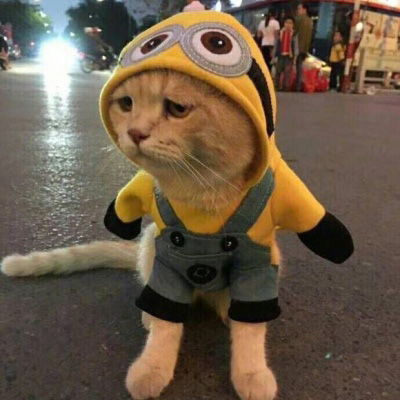  猫咪头像可爱图片萌宠猫咪图片大全可爱