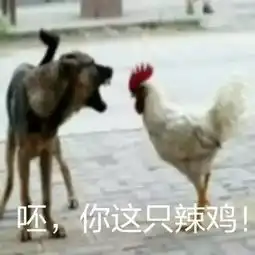 溜达鸡表情包鸡年