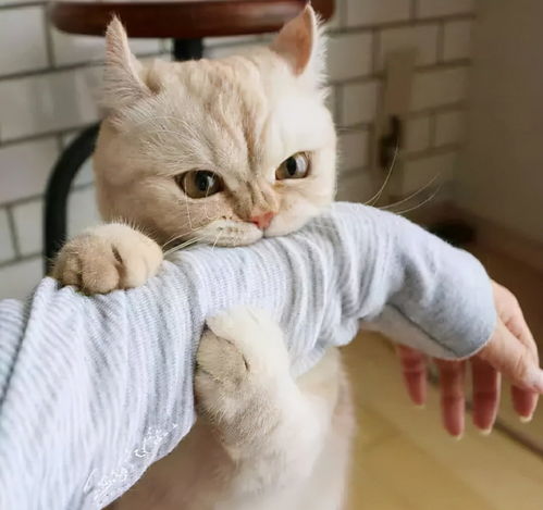  猫咪有这些行为,证明你养猫真的很失败