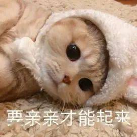  委屈呜哇哇哇哇破音第292期喵表情