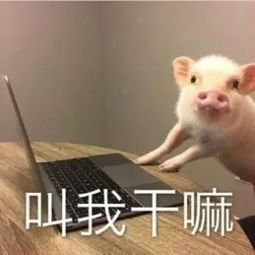  宠物瘦身训练营来啦养猪小能手们看这里
