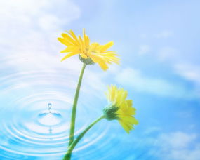  十二星座之幸运花