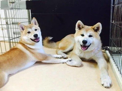  行走的表情包和忠犬八公,竟是一对孪生兄弟