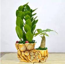  8大招财植物,土豪们家里都在养,尤其第6种最受欢迎