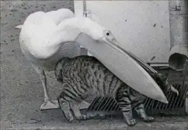  如何用猫猫表情包,解释计算机代码