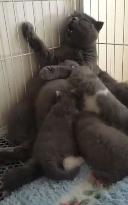  猫妈妈给小猫崽喂奶,表情变幻莫测,主人一旁笑得喘不气来